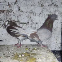 شازده قرمز کاکلی و..|پرنده|رباط‌کریم, رباط‌کریم|دیوار