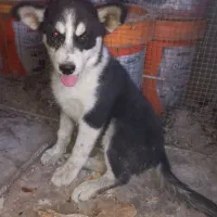 توله سه ماهه هاسکی ماده|سگ|اصفهان, ارغوانیه|دیوار