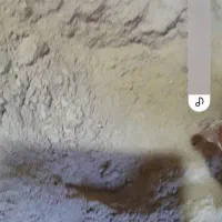 خوراک دام سبوس برنج|لوازم جانبی حیوانات|محلات, |دیوار