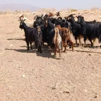 بز داشتی|حیوانات مزرعه|سده (فارس), |دیوار