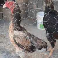 مرغ‌لاری‌شامو‌تخم‌گذار