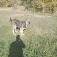 واگذاری سگ|سگ|شازند, |دیوار