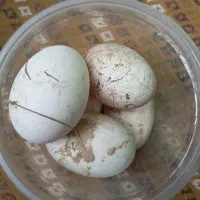 تخم مرغ غاز