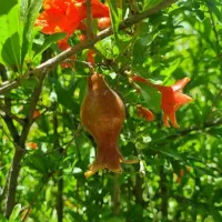 زمین باغی ۴ دیواری سند دار مشجر