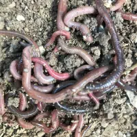 کرم خاکی درشت برای ماهیگیری و آکواریوم