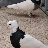 گمشده
