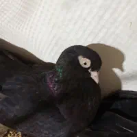 فروش یک جفت کبوتر سیاه آبادانی نوک سفید چشم سفید|پرنده|شاهین دژ, |دیوار