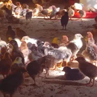 جوجه جهادی تخمگذار و گوشتی|حیوانات مزرعه|قزوین, |دیوار