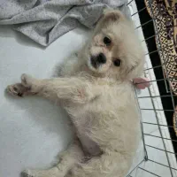 سگ آپارتمانی نژاد پامر|سگ|تهران, شهرک فردوس (حسینی)|دیوار