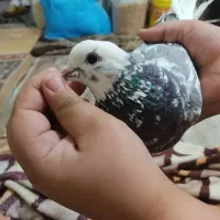 کبوتر. شازده سرور