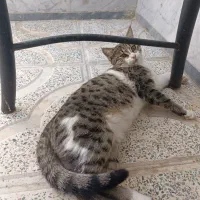 واگذاری گربه رایگان|گربه|اراک, |دیوار