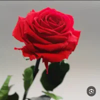 ل باس زیر