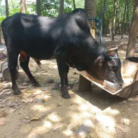 گاو  نر