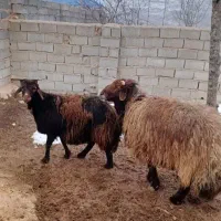 750|حیوانات مزرعه|اسفراین, |دیوار