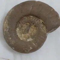 فسیل خود حلزون و صدف