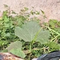 خروس فروشی|حیوانات مزرعه|رشت, بالاکویه|دیوار