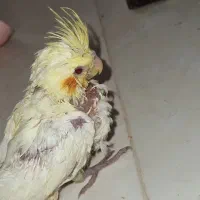 فروش جفت مولد عروس هلندی