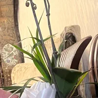 گل طبیعی ارکیده|گل و گیاه طبیعی|تهران, قلهک|دیوار