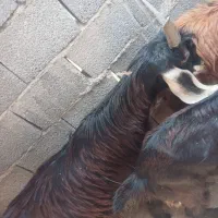 کهره نر و ماده|حیوانات مزرعه|بندر گناوه, |دیوار