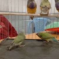 تعدادی گلدین بالغ و جوجه|پرنده|صباشهر, |دیوار