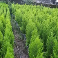 کاج لاوسون گلدان۳/۵و۷و۱۲|گل و گیاه طبیعی|کلاچای, |دیوار