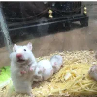 همستر دونه ای ۲۰۰