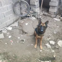 فروش سگ ژرمن