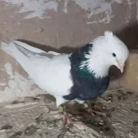 کبوتر طوقی سرور|پرنده|زرندیه, |دیوار