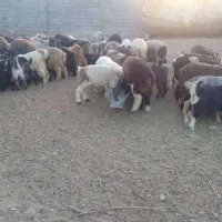 گوسفند زنده کهره و بره