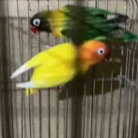 جوان و مولد|پرنده|هشتگرد, فاز ۳ مهستان|دیوار