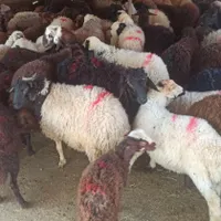 گشتا ر ارگانیک ومکانیزه گوسفند بهداشتی و زنده|حیوانات مزرعه|تهران, قزل قلعه|دیوار