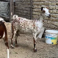بز و گوسفند صلاله اصلی