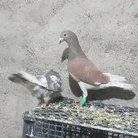 کفتر|پرنده|تایباد, |دیوار