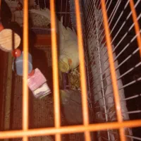 عروس هلندی|پرنده|مشگین شهر, |دیوار