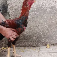 چند عدد خروس لاری