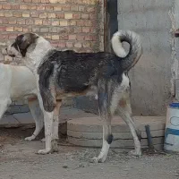 سگ پژدر|سگ|میاندوآب, |دیوار