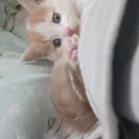 بچه گربه ناز واکسن خورده|گربه|پاکدشت, پاکدشت (مامازند)|دیوار