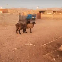 فروش کوه قوچ ته سیاه شاخی میش رون. بره .بز|حیوانات مزرعه|شیراز, گویم|دیوار