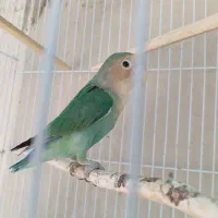 کوتوله|پرنده|سراوان, |دیوار