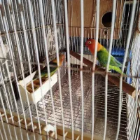 عروس هلندی و کوتوله|پرنده|مشهد, شهرک مهرگان|دیوار