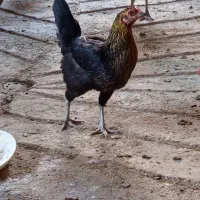 دو عددمرغ