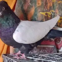 سینه ای گمشده