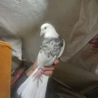 کبوتر طوقی نر و ماده