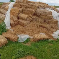 کاه گندم کاه جوباران خورده.کاه خوردشده.توافقی