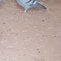 کفتر