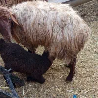 میش زایده و آبستن