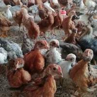 بزرگترین حراج جوجه دورگ محلی 20روزه 40روزه شیراز