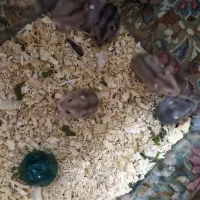 فروش همستر مینیاتوری|حیوانات مزرعه|کرمان, |دیوار