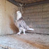 کفتر  ۲ تاماده شازده هما کاکولی پاپر