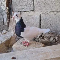 کبوتر کفتر